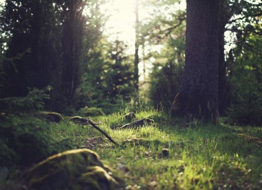 Vim graeco prompta ocurreret ei