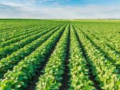 Technology is the Solution to Food Shortage Crisis