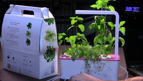 Click & Grow Is The Type Of Gardening